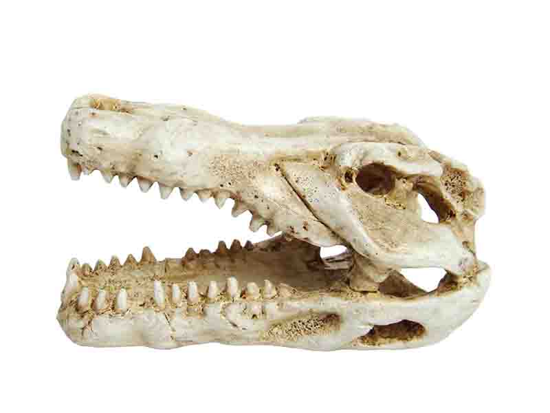 Prime Декорация пластиковая Череп крокодила мини 7,5х4,5х4,5 см