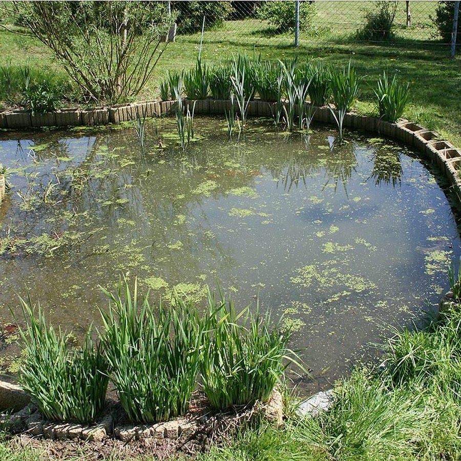Сохранение водоема. Садовые пруды ТСХА. Биоплато для пруда. Пруд на дачном участке. Искусственный пруд.