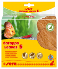 sera-catappa-leaves-s-32273