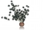 BiOrb Растение Бонсай, чёрный (Bonsai ball black)