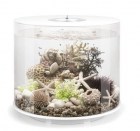 biorb-coral-shells-ornament-natural-2