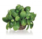 BiOrb Декоративное растение Шар Омела (mistletoe ball)