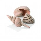 BiOrb Комплект морских ракушек Sea shell set 3 natural