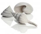 BiOrb Комплект морских ракушек Sea shell set 3 white