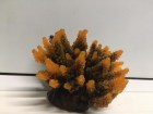 Vitality Коралл пластиковый коричневый SH095PU