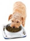 petstages-spill-guard-bowl-3