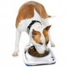 petstages-spill-guard-bowl-4
