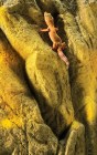Hagen EXO TERRA Фон рельефный имитирующий скалы, 45x60 см