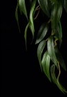 Hagen EXO TERRA Тропическое растение Jungle Plants Рукус, большое, 70х20см