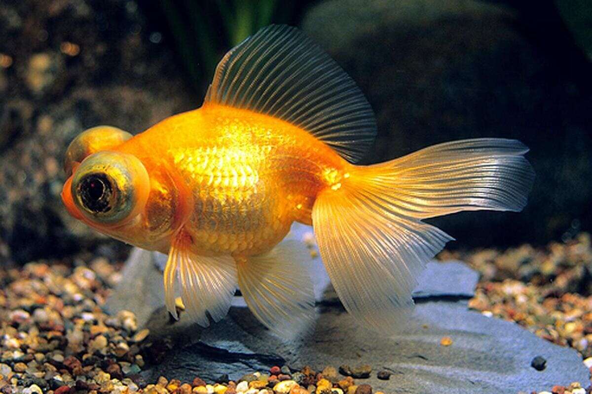 Аквариумная рыба золотая рыбка. Золотая рыбка телескоп вуалехвост. Телескопик рыбка аквариумная. Золотая рыбка телескопик. Вуалехвост телескоп черный.